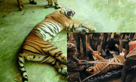 killer tiger caught